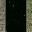 Protoplasts-of-plant-expressing-GFP-gene