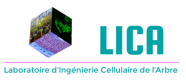 Logo-LICA